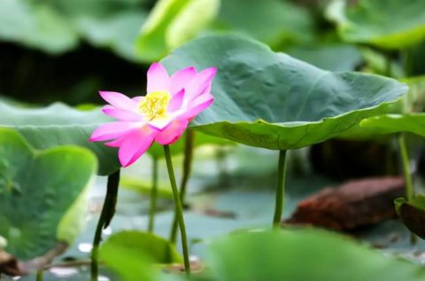 圆明园百年古莲复活开花，如园遗址古莲子为什么能活千年？