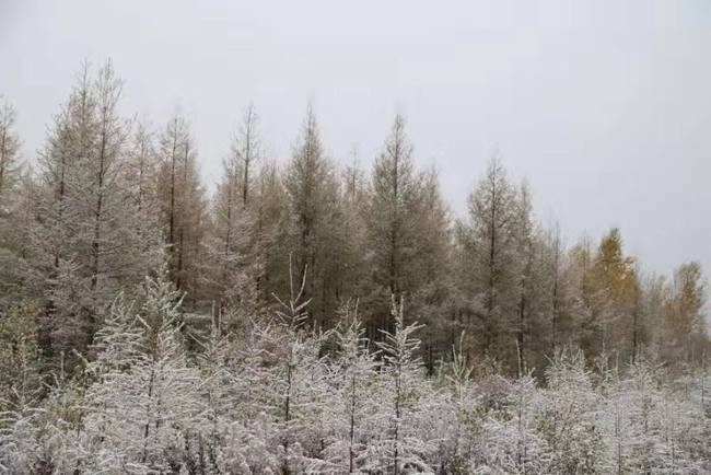 2019年的第一场雪开下啦！大兴安岭漠河迎来入秋首场降雪