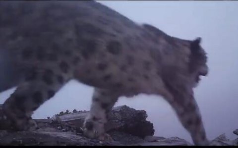 11月17日四川四姑娘山首次记录到野生雪豹清晰影像