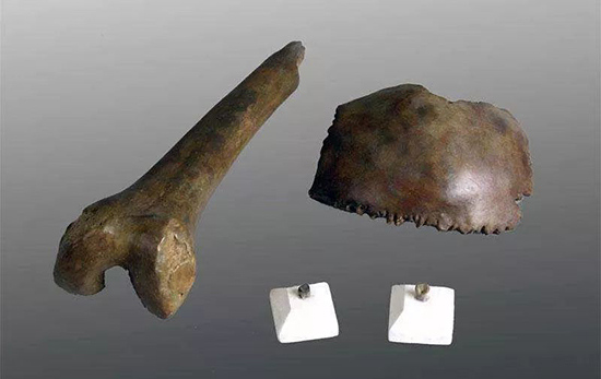 河套人头骨、胫骨与牙齿化石
